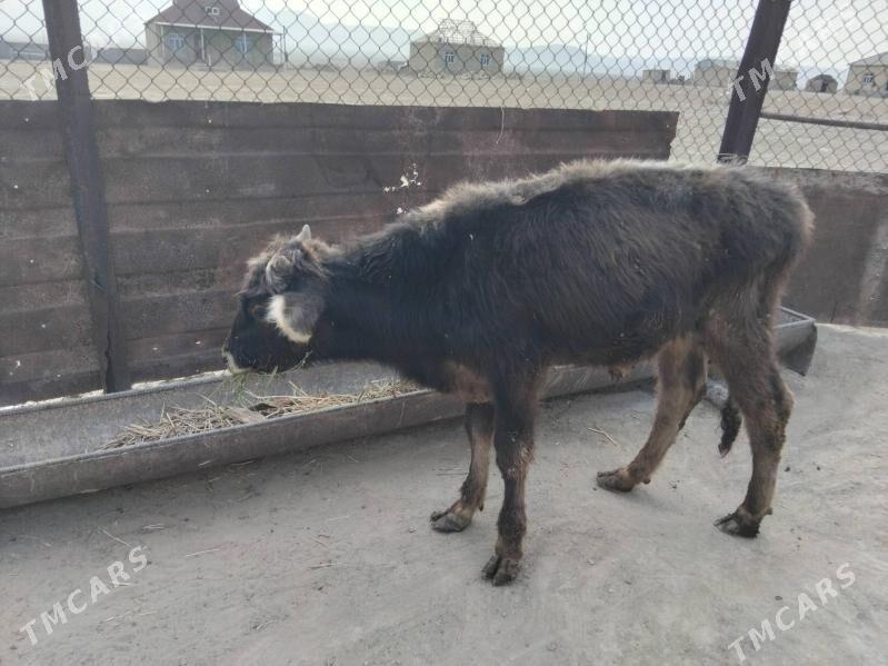 okuzce - Bereket - img 2