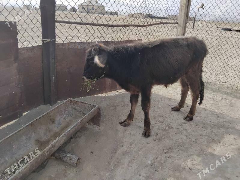 okuzce - Bereket - img 1