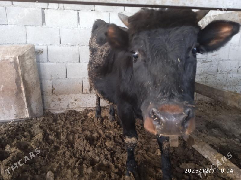 Bakyda Duran Öküz - Кака - img 4