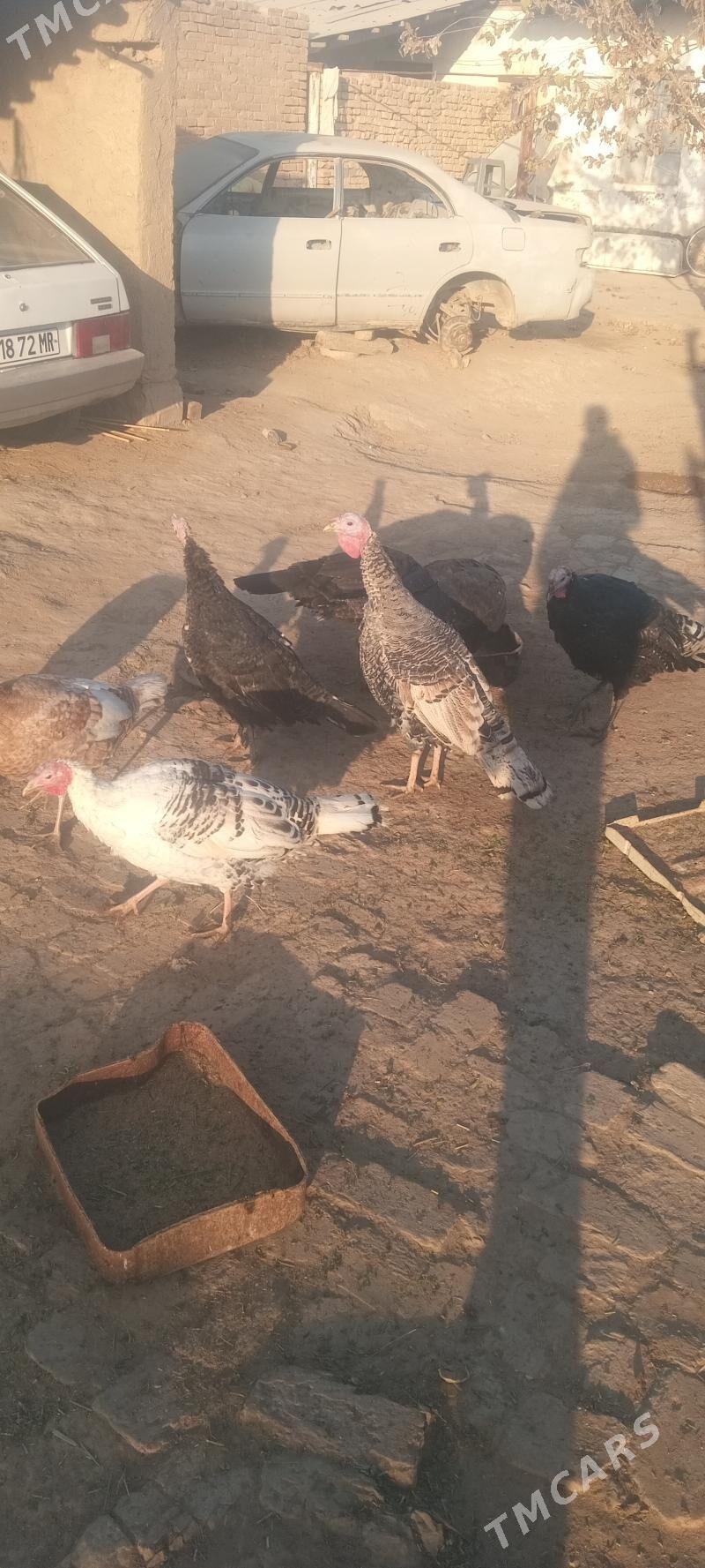 induk - Байрамали - img 2