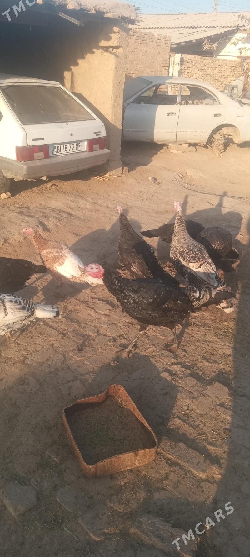 induk - Байрамали - img 1