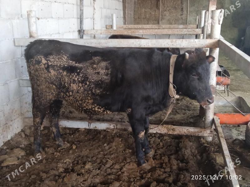 Bakyda Duran Öküz - Кака - img 5