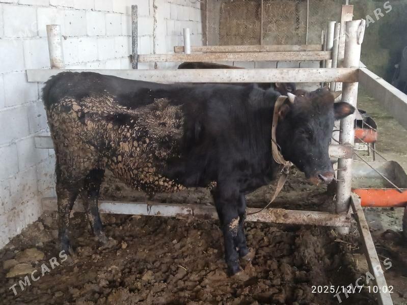 Bakyda Duran Öküz - Кака - img 3