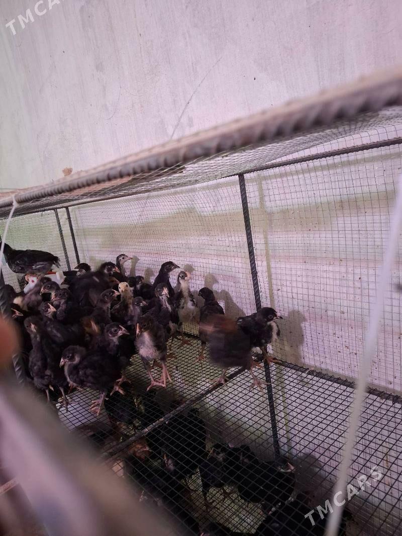 juje - Туркменабат - img 2