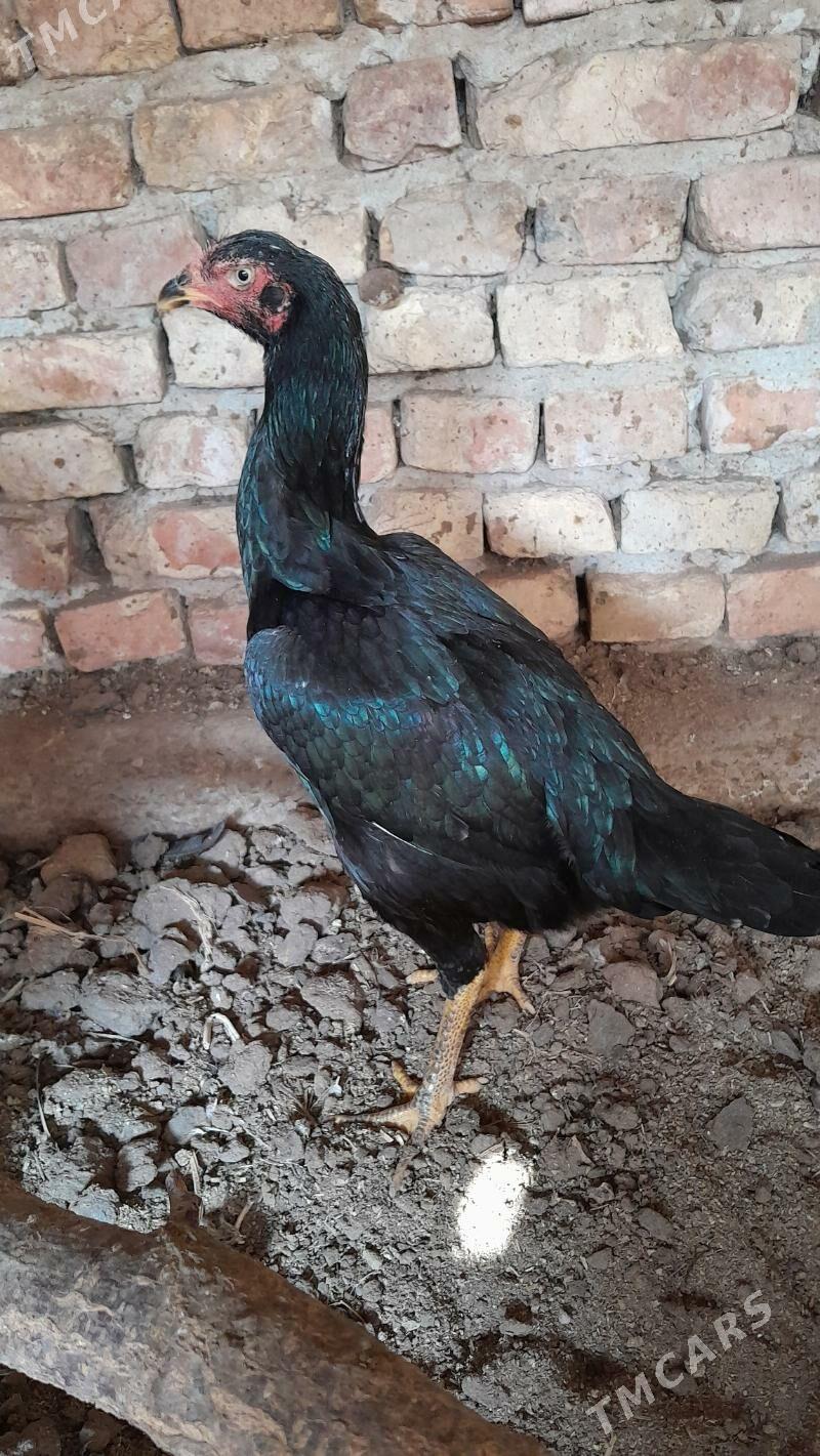 towuk - Туркменабат - img 2