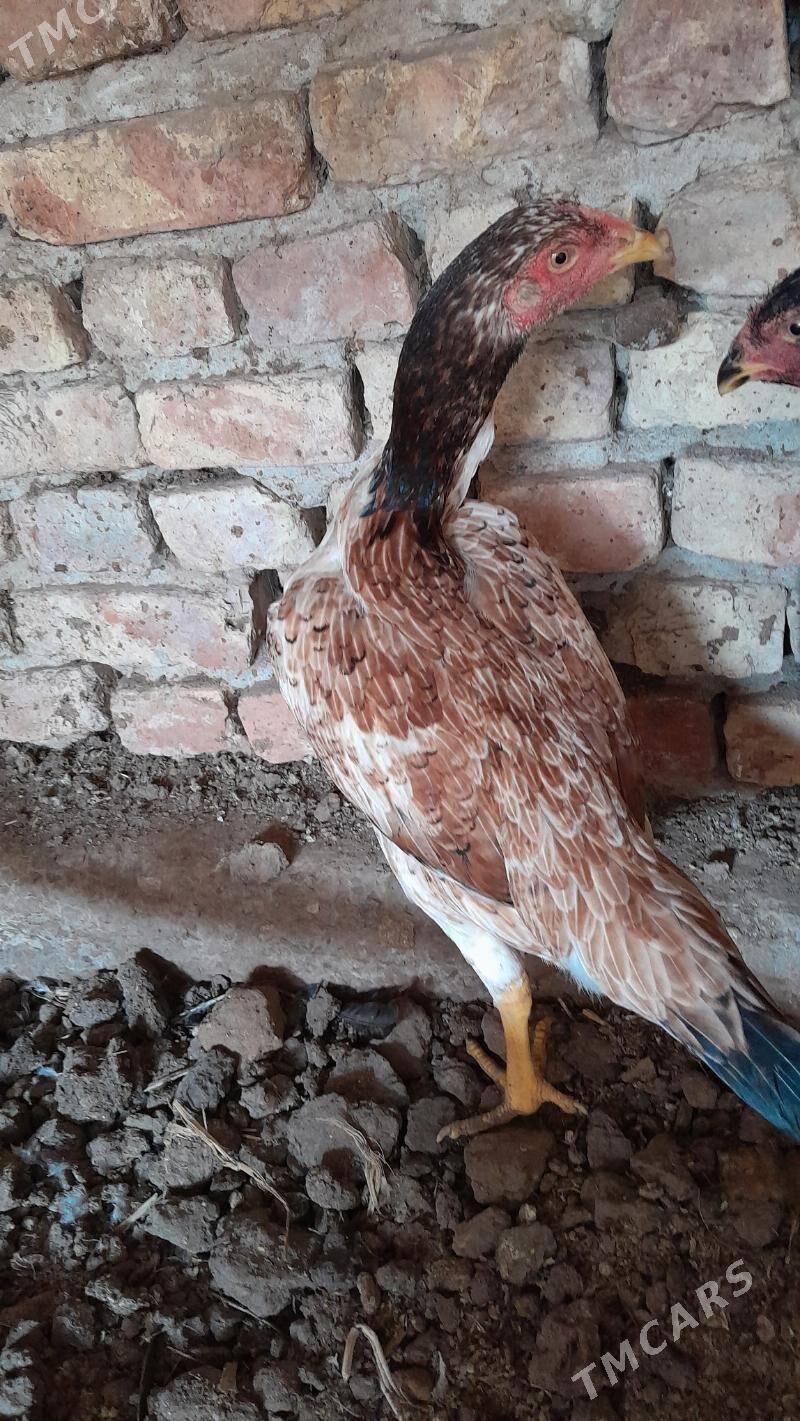 towuk - Туркменабат - img 3