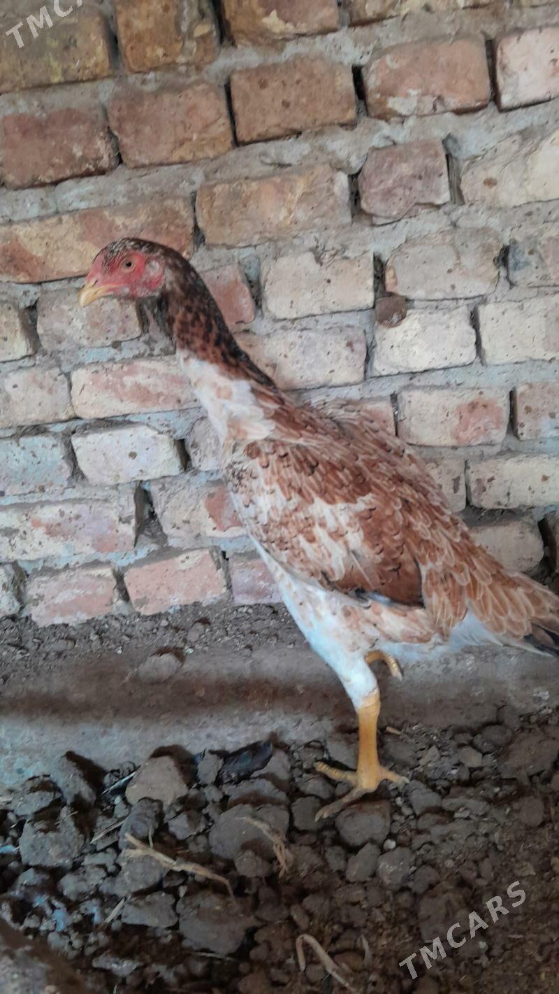 towuk - Туркменабат - img 4