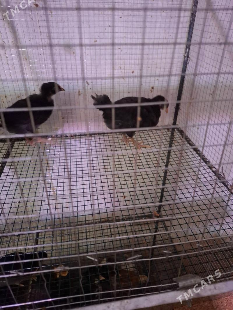 juje - Туркменабат - img 1