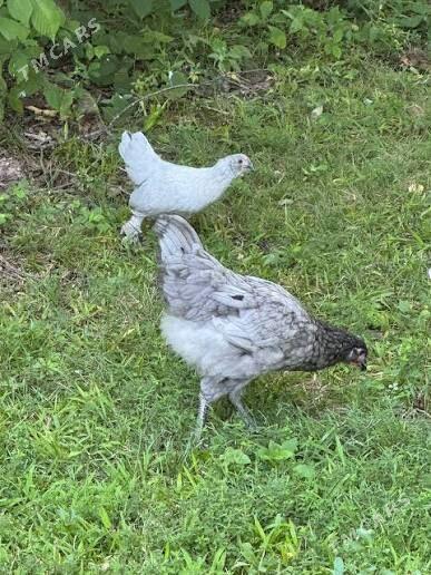 Jűýjeler - Ашхабад - img 4