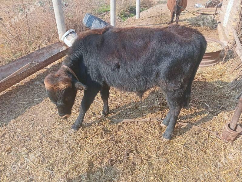 okuz - Ýolöten - img 1