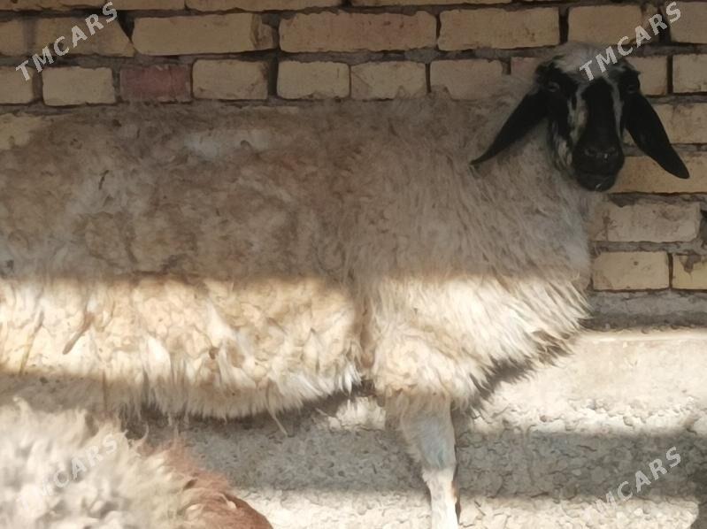 Goyun kockar - Дянев - img 7