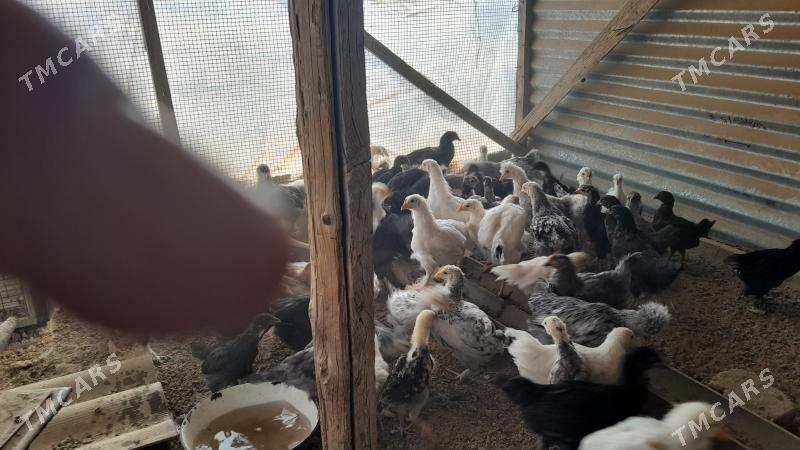 balakly towuklar - Мары - img 1