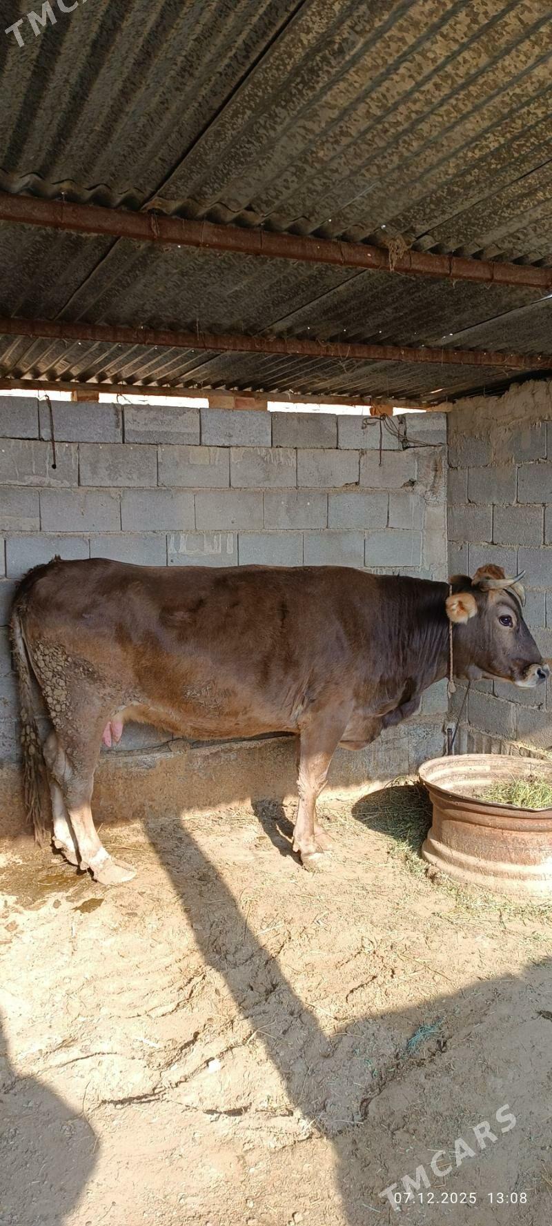 Bakylan Sygyr - Гёкдепе - img 2