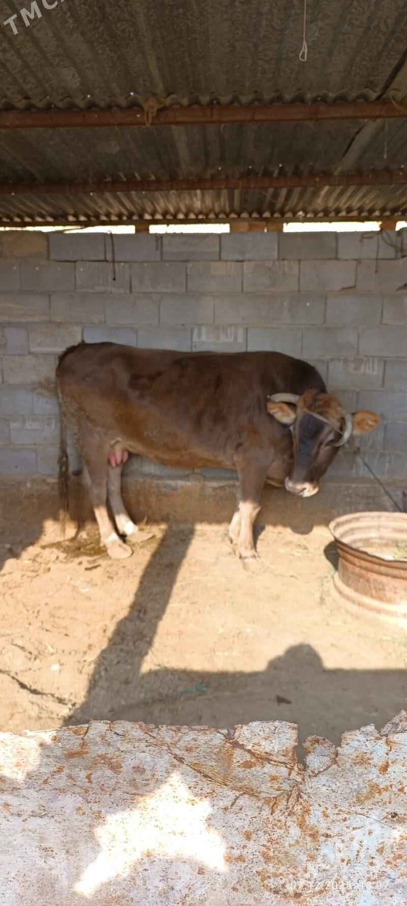 Bakylan Sygyr - Гёкдепе - img 3