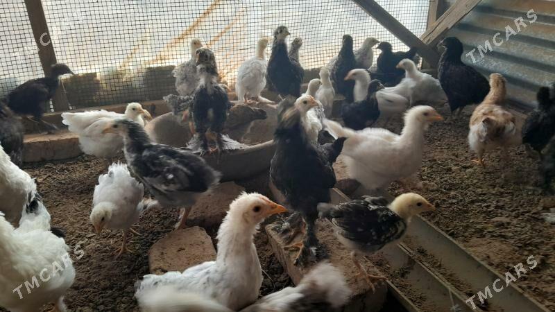 balakly towuklar - Мары - img 2