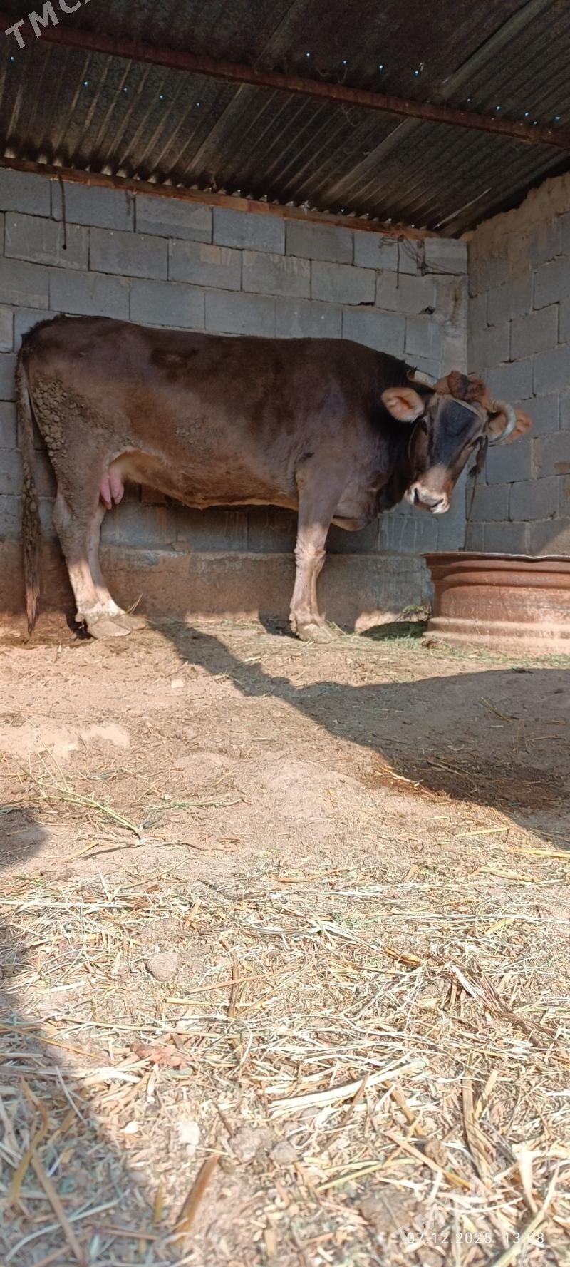 Bakylan Sygyr - Гёкдепе - img 1