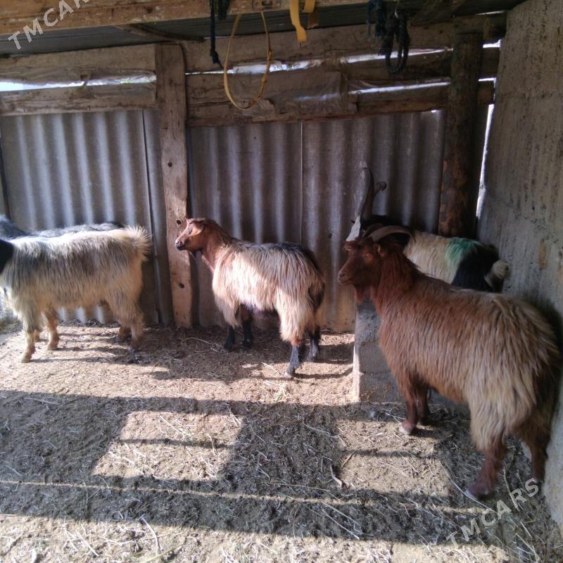 Erkeç - Гёкдепе - img 1