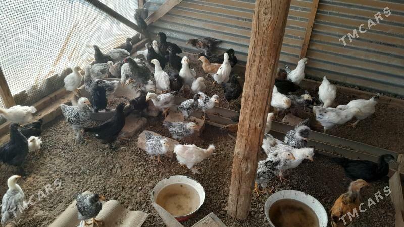 balakly towuklar - Мары - img 5