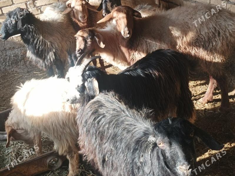 Goyun kockar - Дянев - img 1