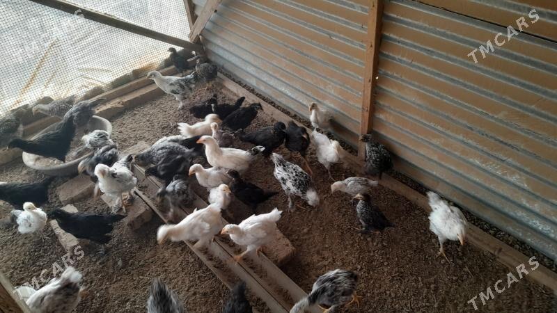 balakly towuklar - Мары - img 4