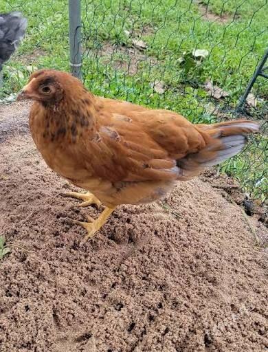 Jűýjeler - Ашхабад - img 3