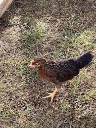 Jűýjeler - Ашхабад - img 2