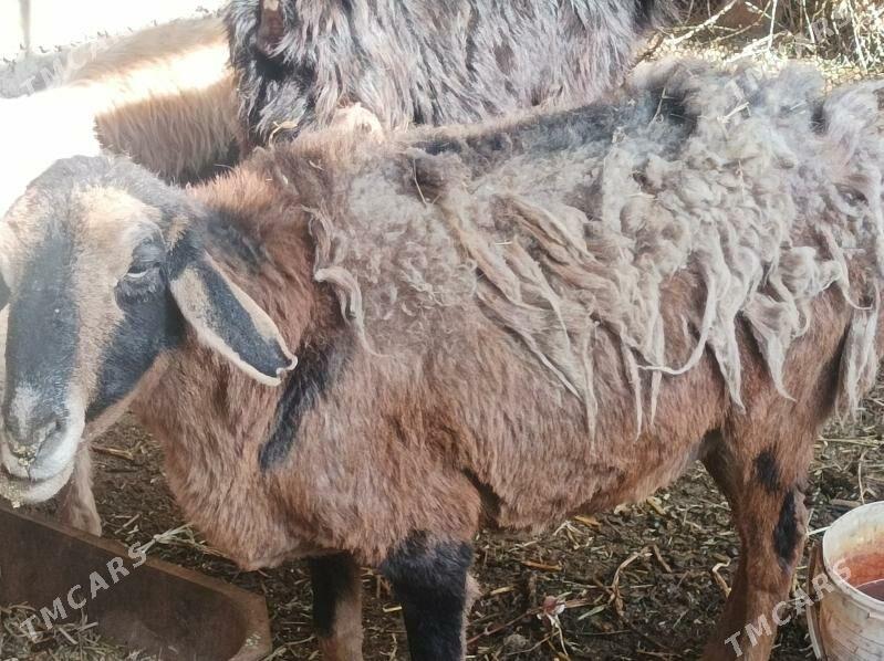 Goyun kockar - Дянев - img 10