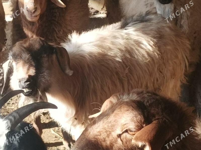 Goyun kockar - Дянев - img 3