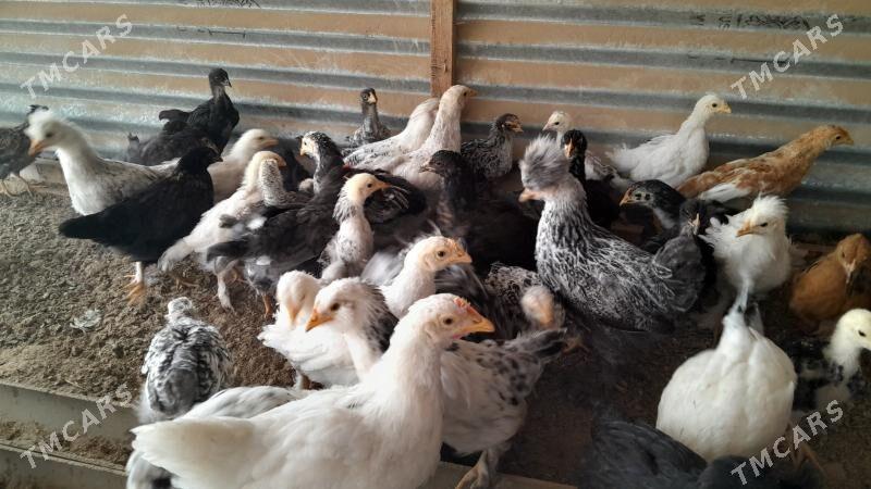 balakly towuklar - Мары - img 3