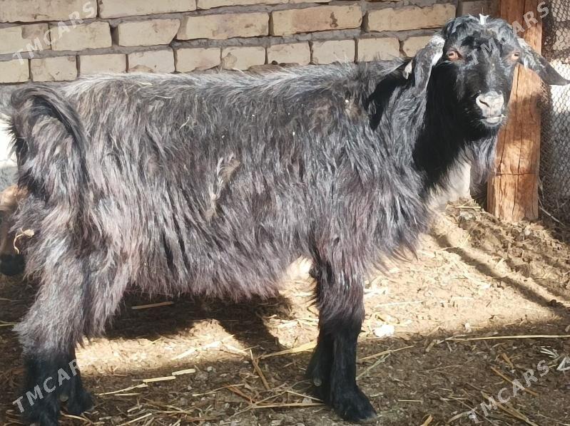 Goyun kockar - Дянев - img 8