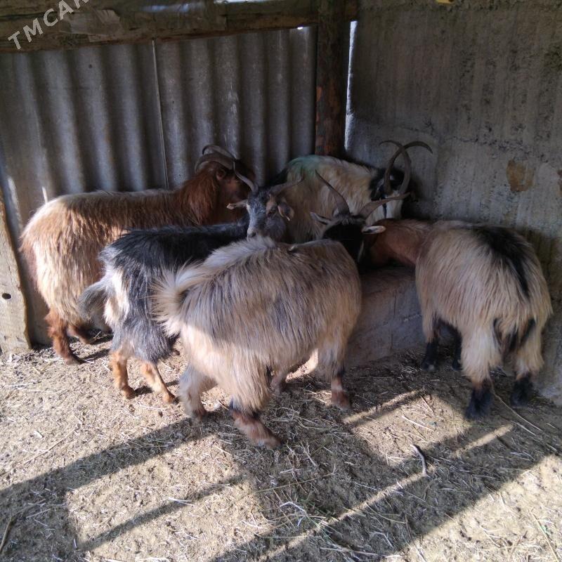 Erkeç - Гёкдепе - img 3