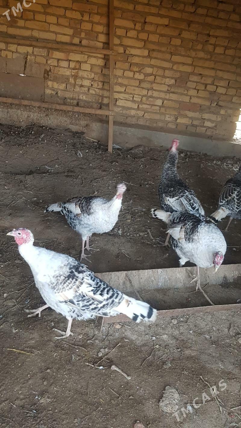 Induk - Туркменабат - img 1