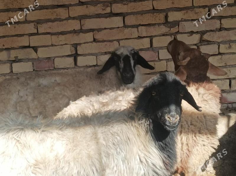 Goyun kockar - Дянев - img 2