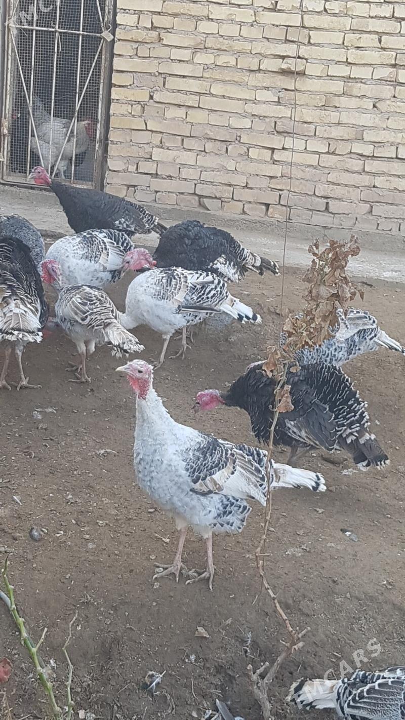 Induk - Туркменабат - img 5