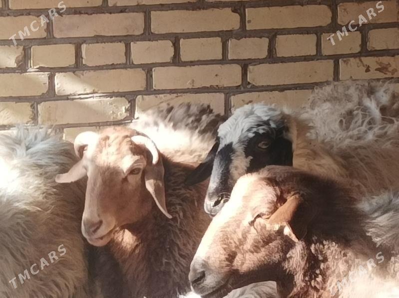 Goyun kockar - Дянев - img 4