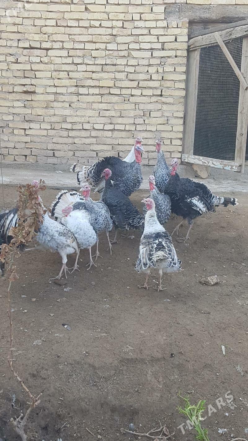 Induk - Туркменабат - img 4