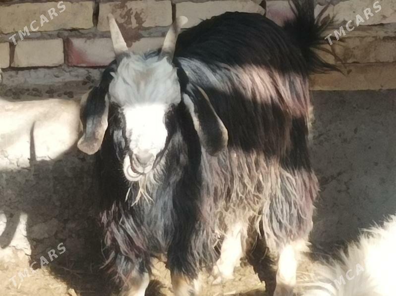 Goyun kockar - Дянев - img 6