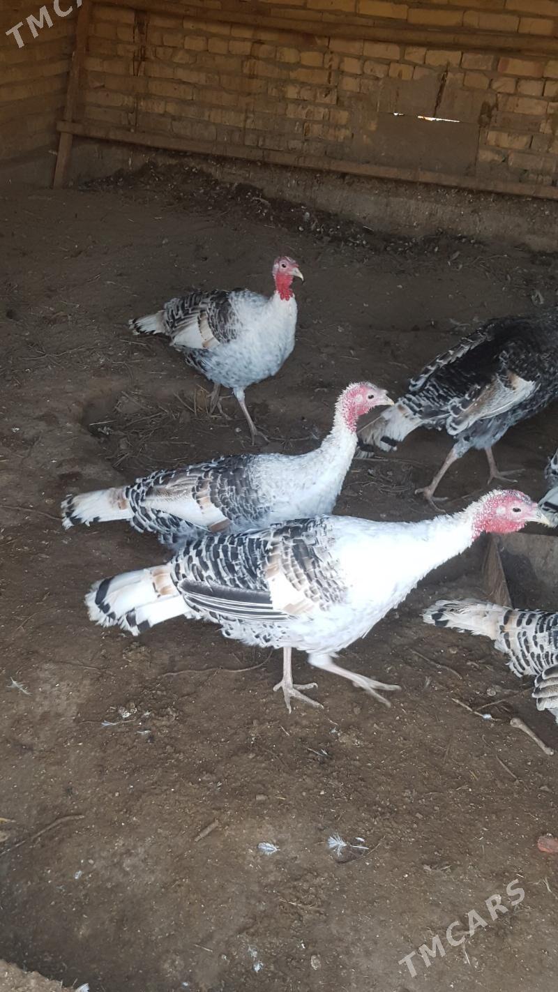 Induk - Туркменабат - img 2