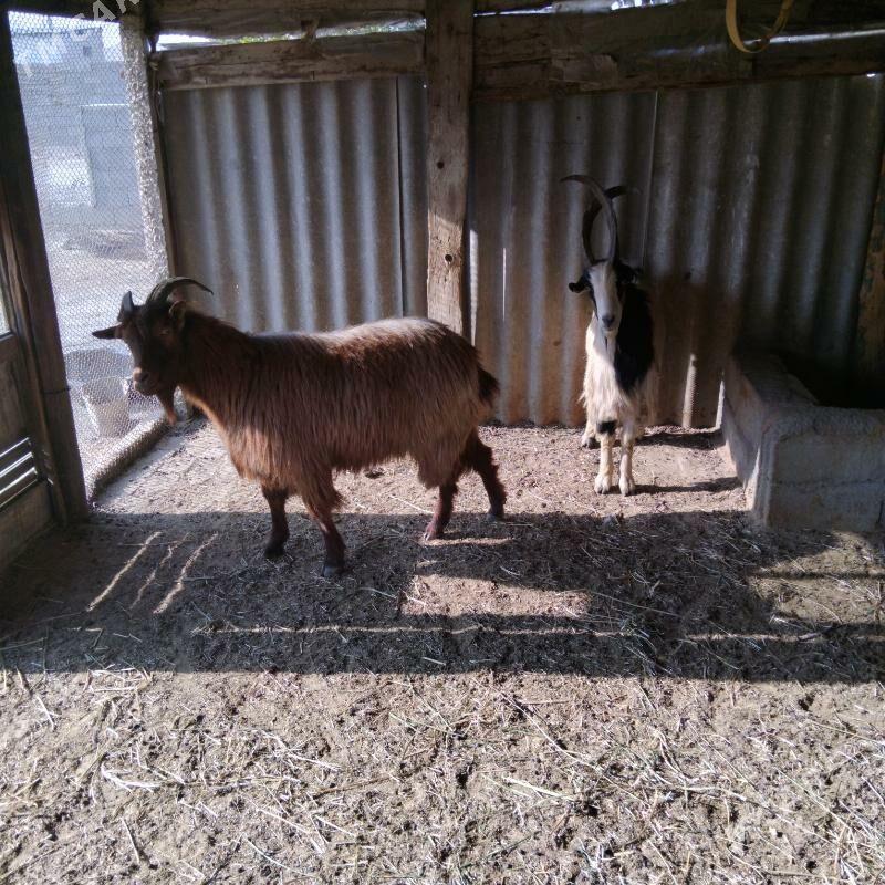 Erkeç - Гёкдепе - img 2