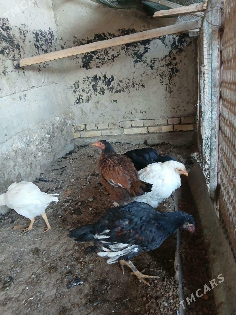 Paroda - Векильбазар - img 2