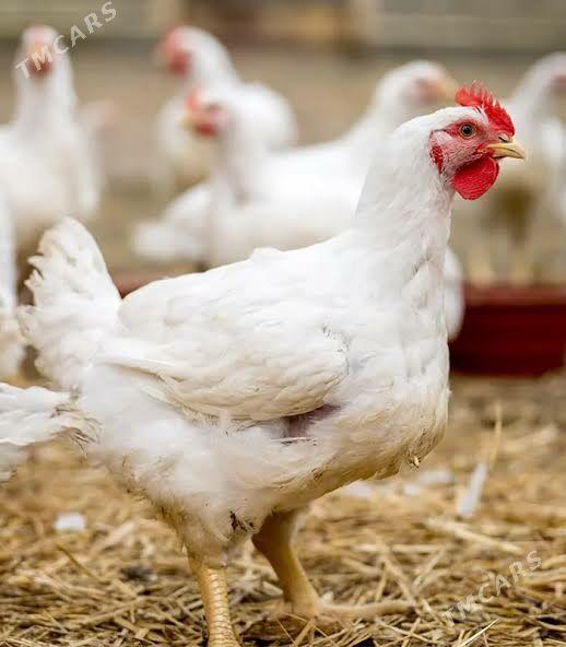 Towuk - Ашхабад - img 2