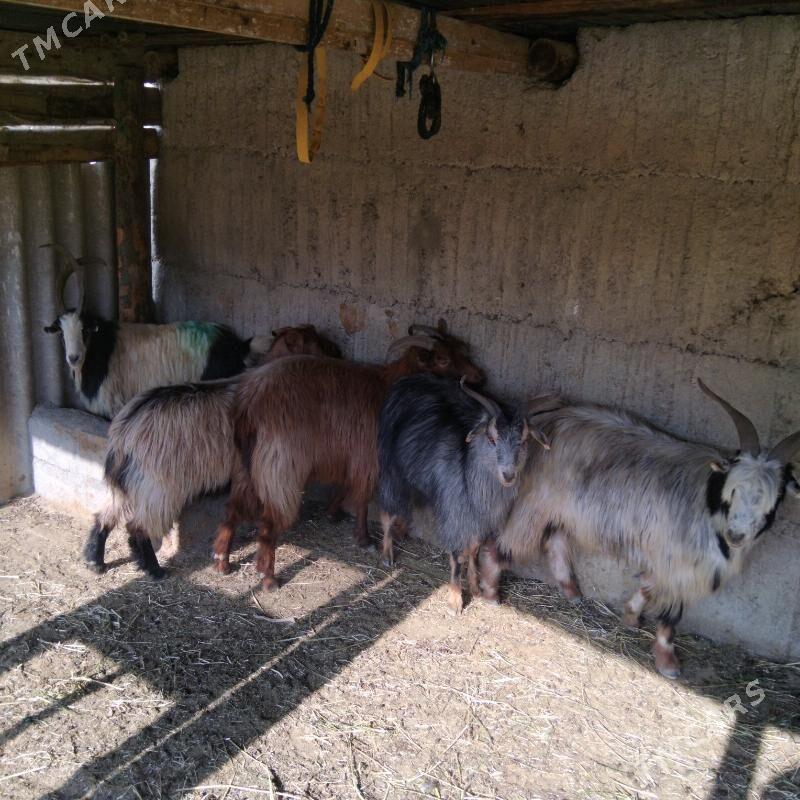 Erkeç - Гёкдепе - img 4