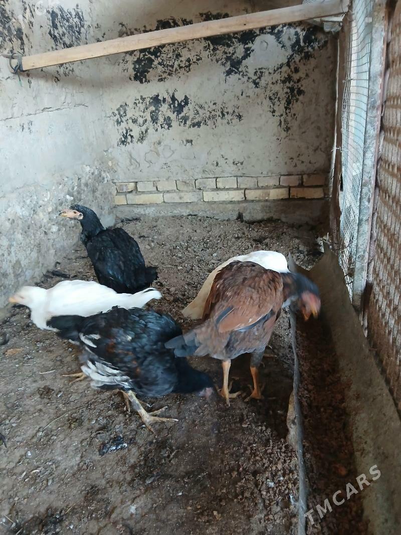 Paroda - Векильбазар - img 3