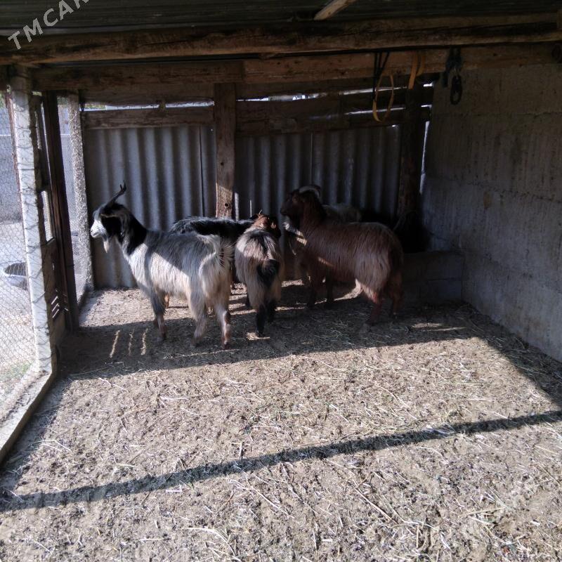 Erkeç - Гёкдепе - img 5