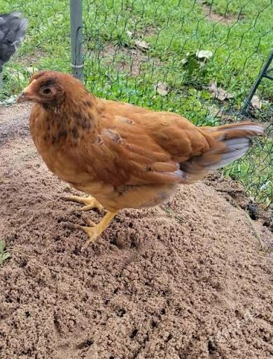 Jüýjeler - Ашхабад - img 1