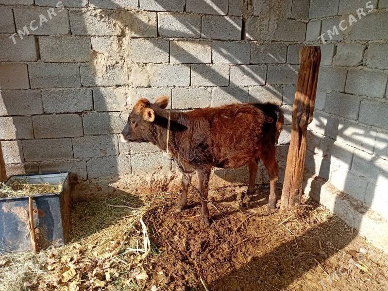 Gole - Ак-Бугдайский этрап - img 3