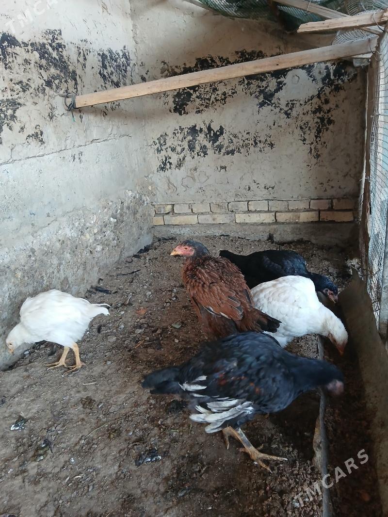 Paroda - Векильбазар - img 1