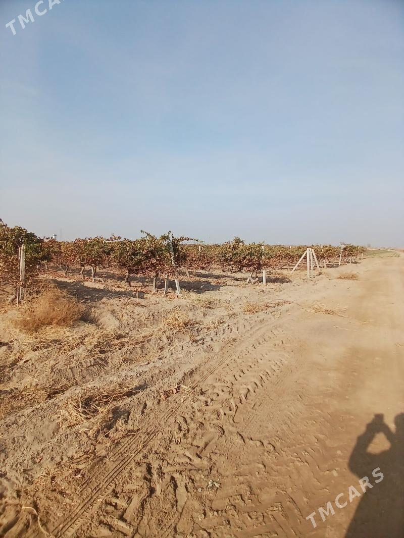 Üzüm - Aşgabat - img 2