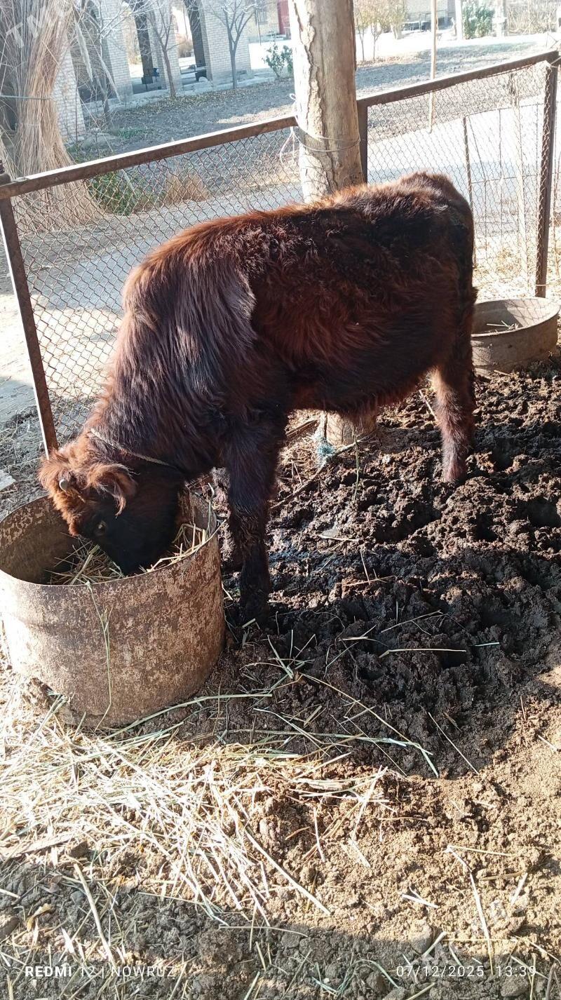 öküz - Сакар - img 1