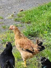 Jüýjeler - Ашхабад - img 2